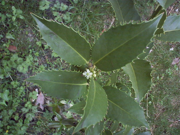 Ilex-castaneifolia%BF%BF2.jpg