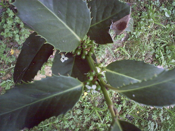 Ilex-castaneifolia%BF%BF3.jpg