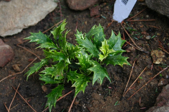 ilex1.JPG