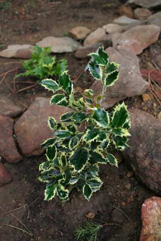 ilex_aquifolium_variegata.JPG