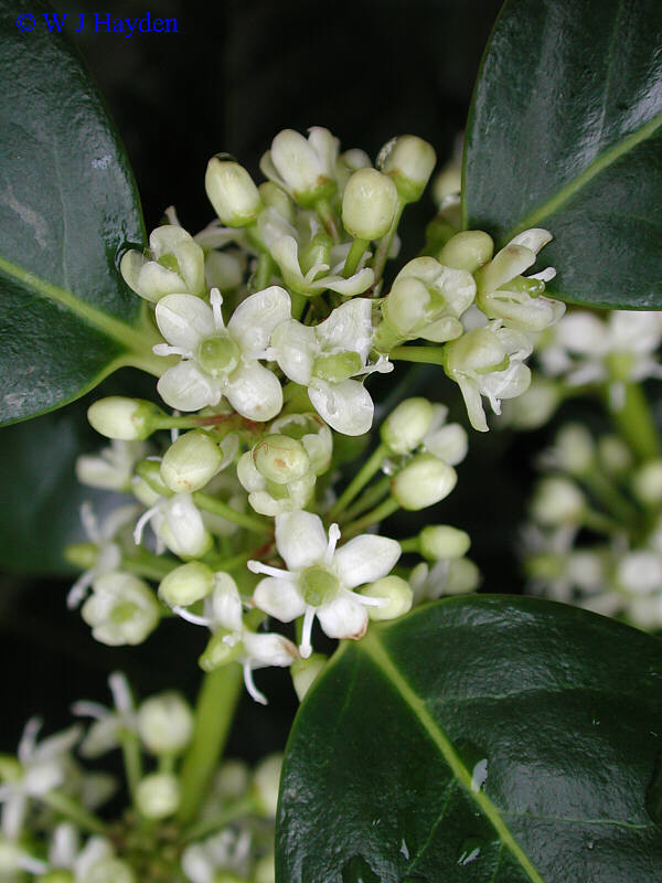 ilex_cornuta_'burfordi'_pistillate_UR_02s.JPG