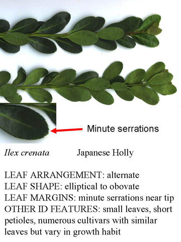 ilex_crenata.JPG