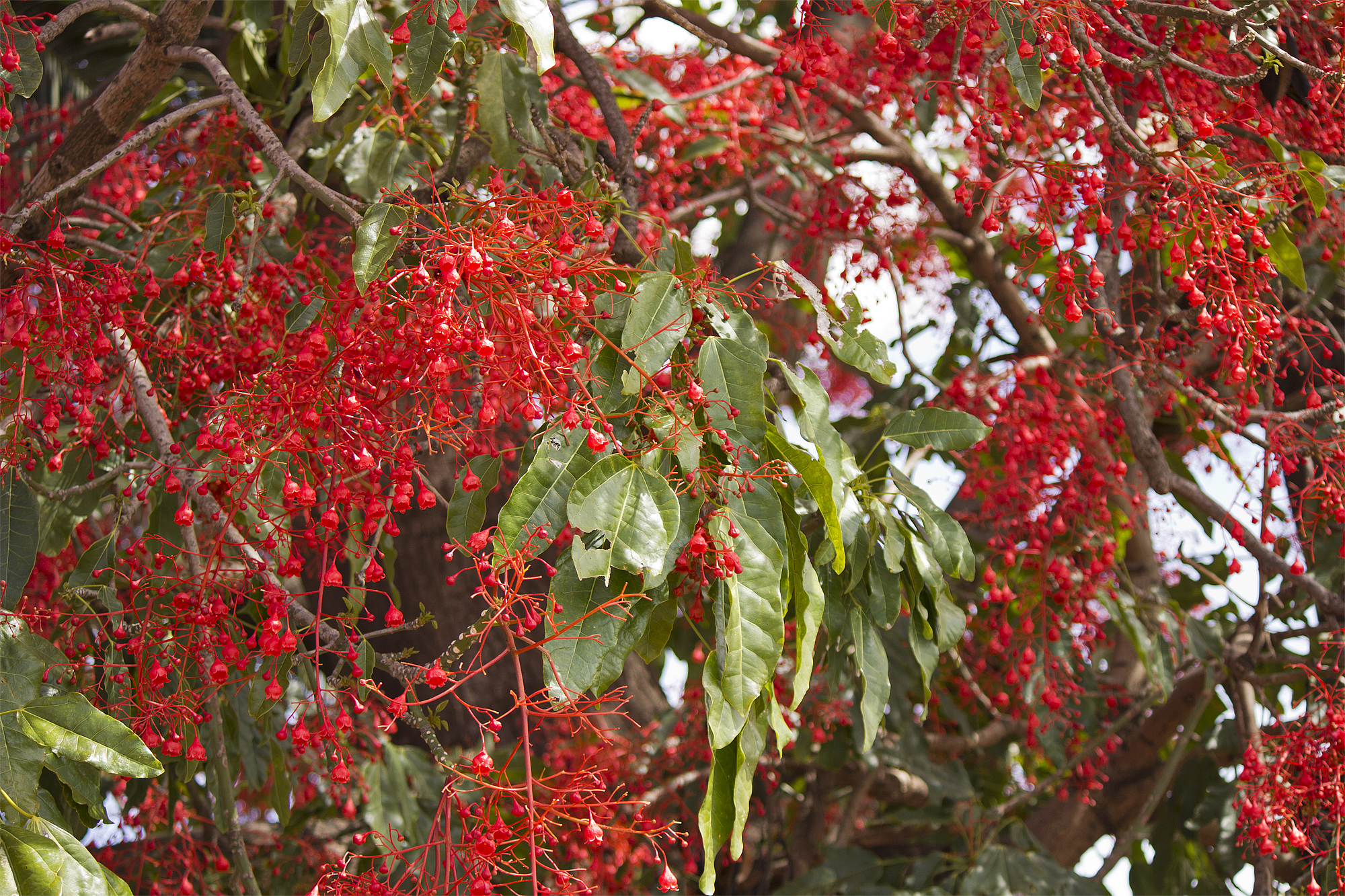 Illawarra_Flame_Tree_(Brachychiton_acerifolius)_flowers_3.jpg