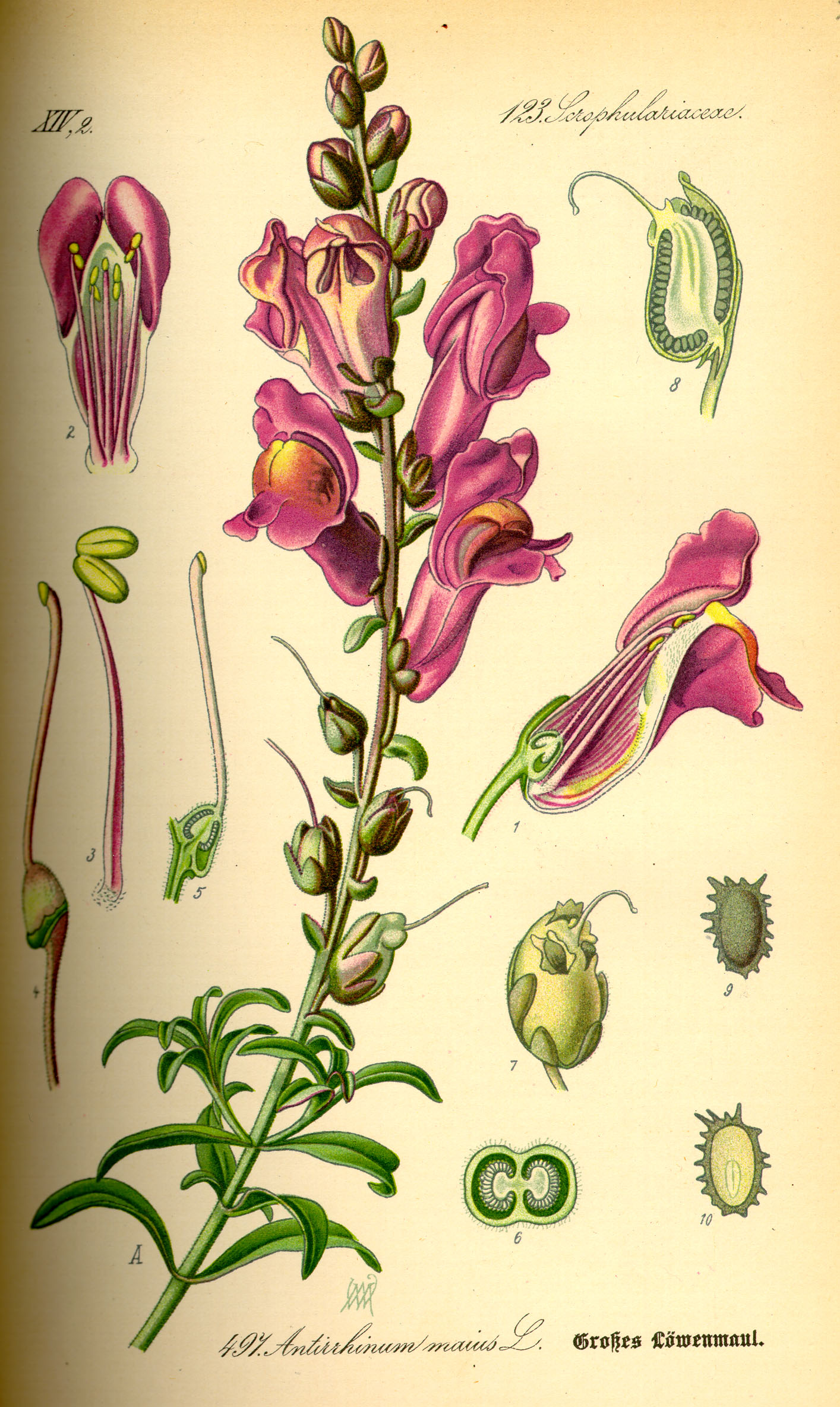 Illustration_Antirrhinum_majus0.jpg