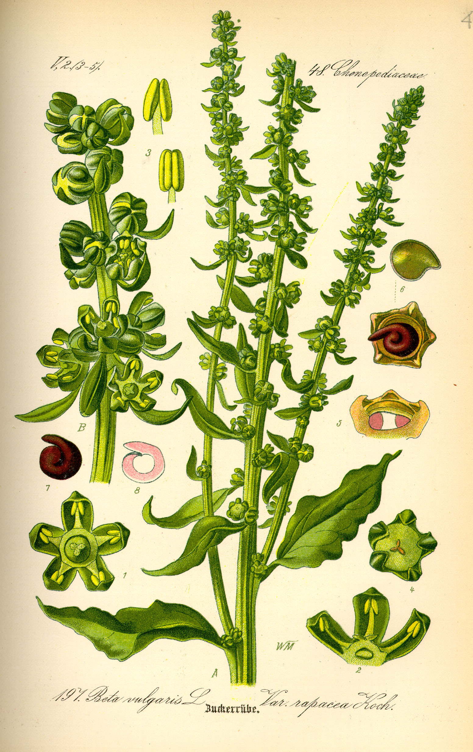 Illustration_Beta_vulgaris_var._rapacea0.jpg