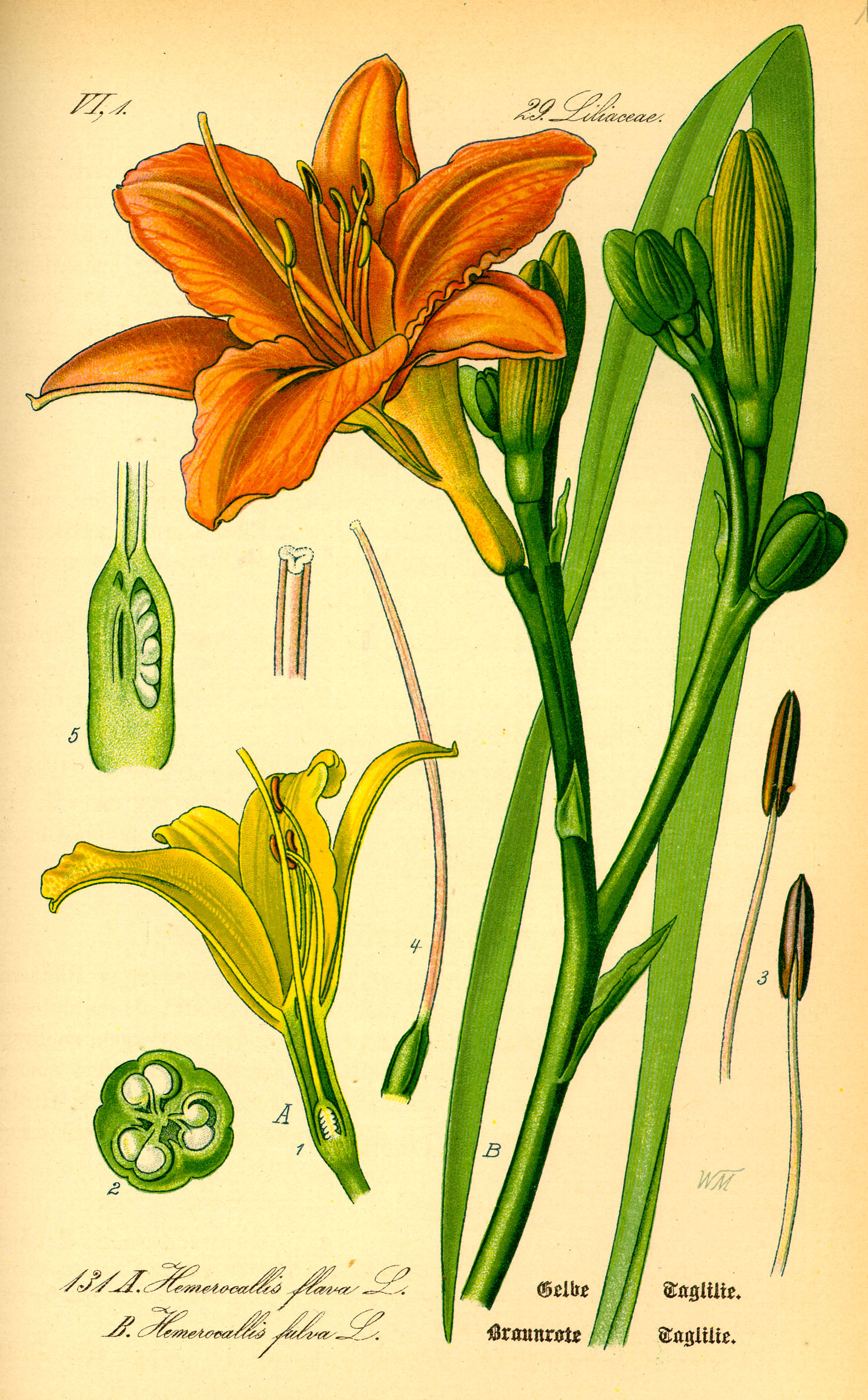 Illustration_Hemerocallis_fulva0.jpg