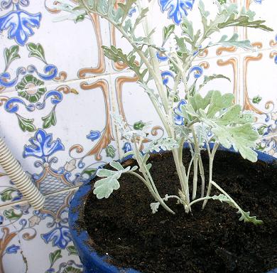 IMAG0023.JPG