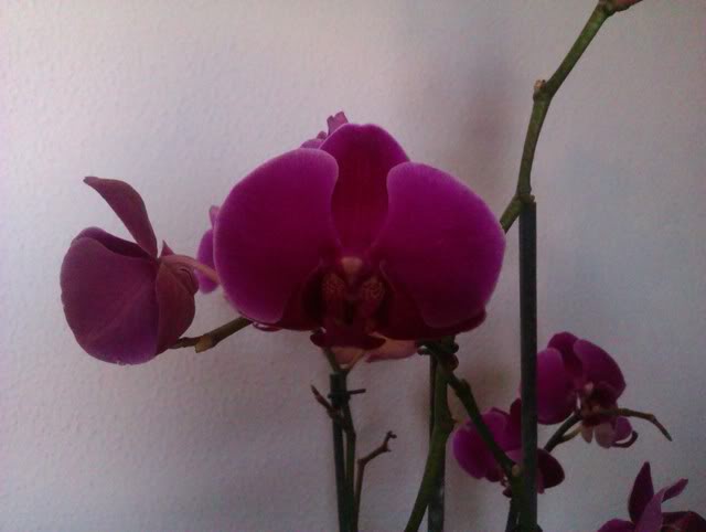 IMAG0051.jpg