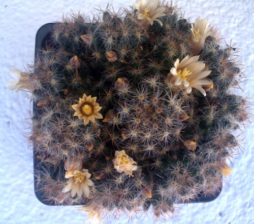 IMAG0058.jpg