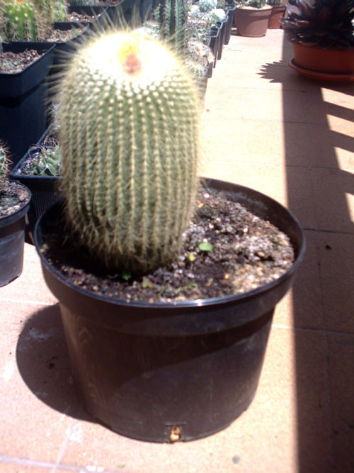 IMAG0063.jpg
