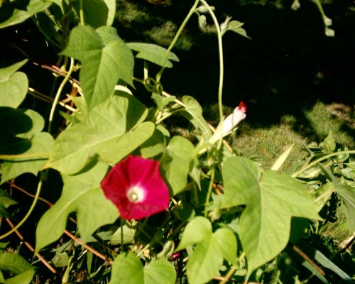 imag0064.jpg