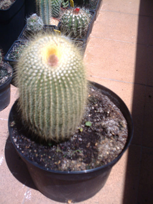 IMAG0065.jpg