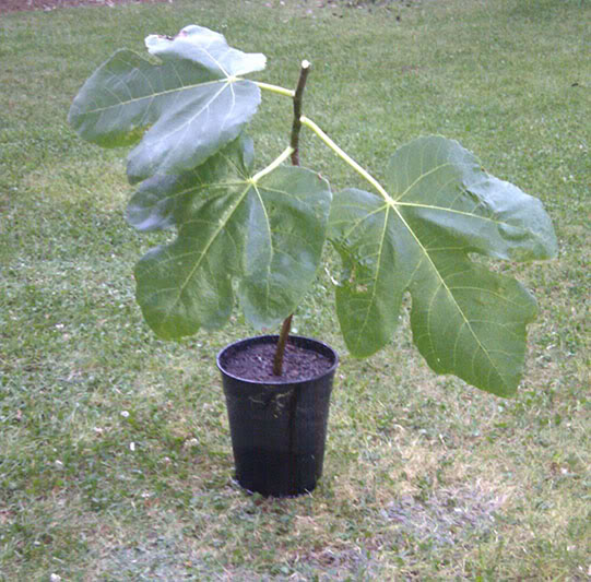 IMAG0075.jpg