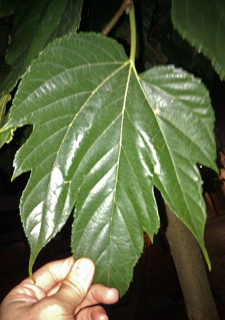 IMAG0127b.jpg