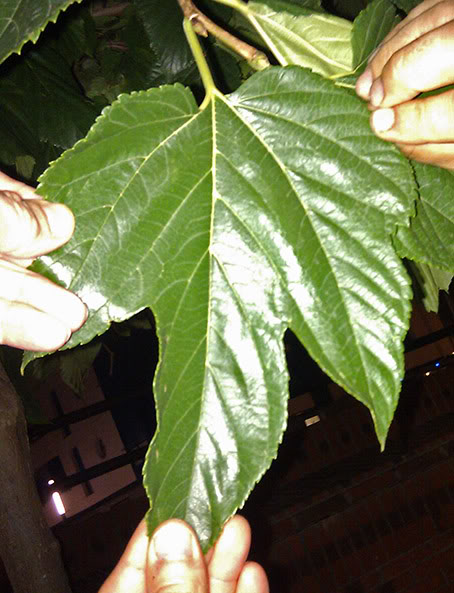 IMAG0128b.jpg