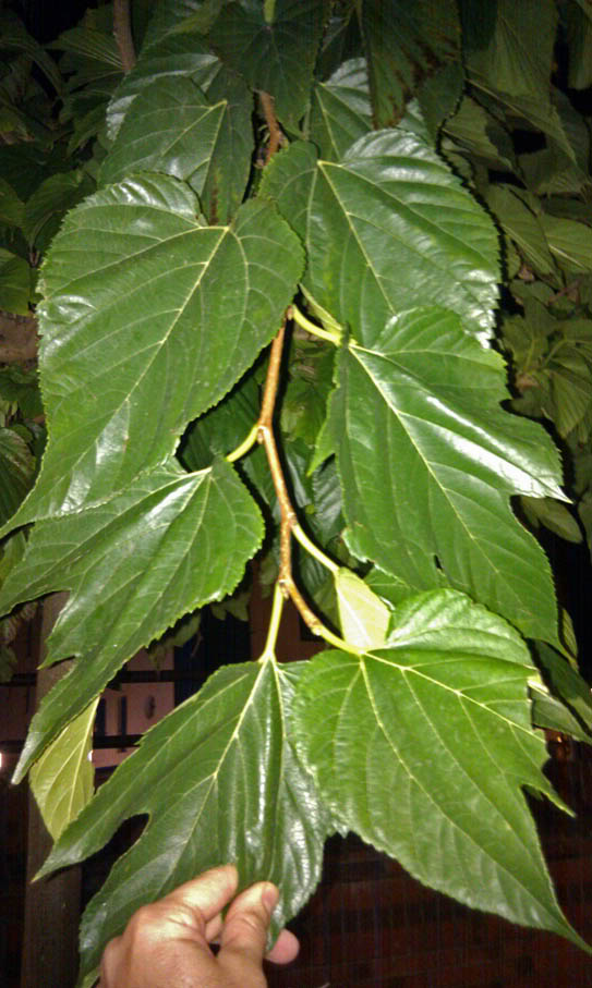 IMAG0130b-1.jpg