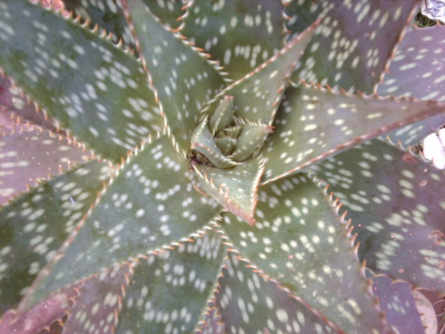 IMAG0184.JPG