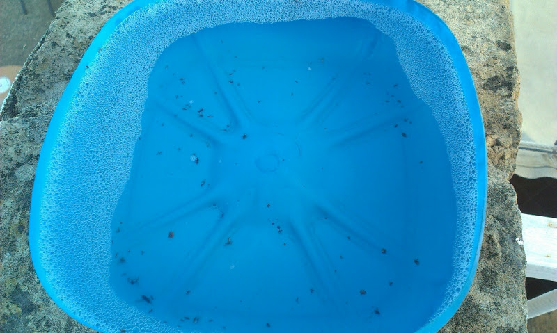 IMAG0206.jpg
