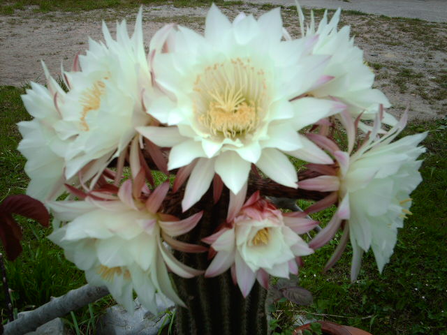 IMAG0213.JPG