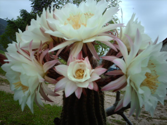 IMAG0214.JPG
