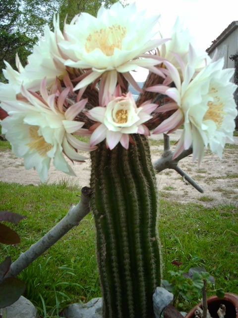IMAG0216.JPG