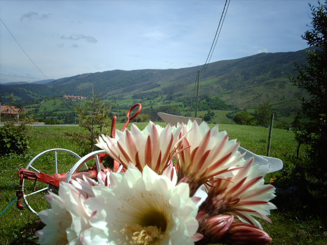 IMAG0217.JPG