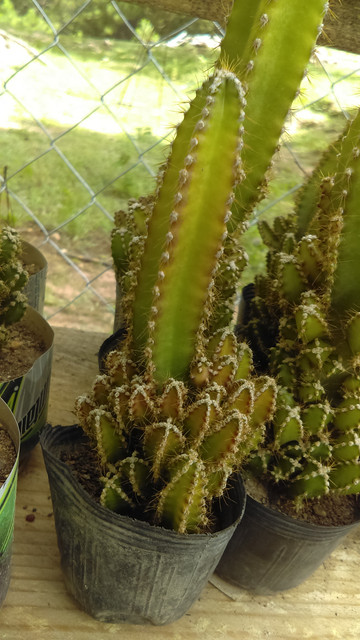 IMAG0305_1.jpg
