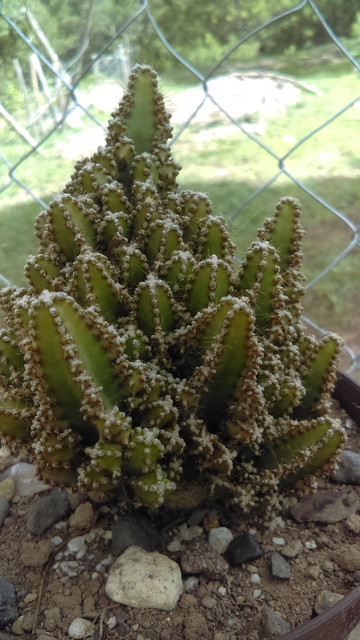 IMAG0307_1.jpg