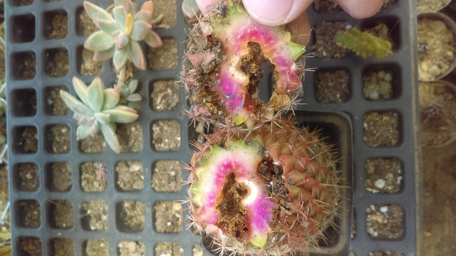 IMAG0315_1.jpg