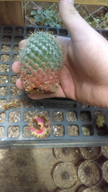 IMAG0316_1.jpg