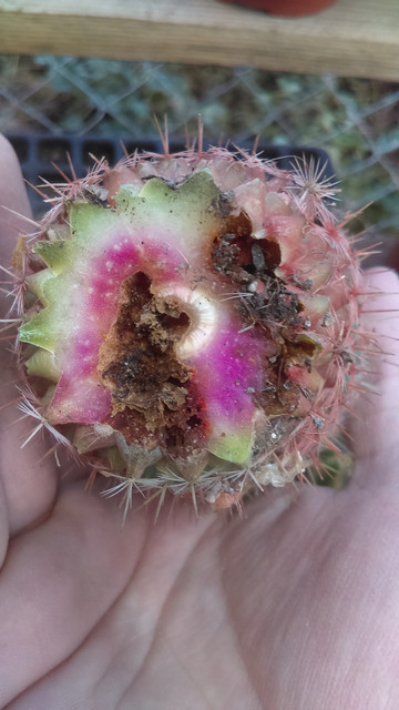 IMAG0317_1.jpg