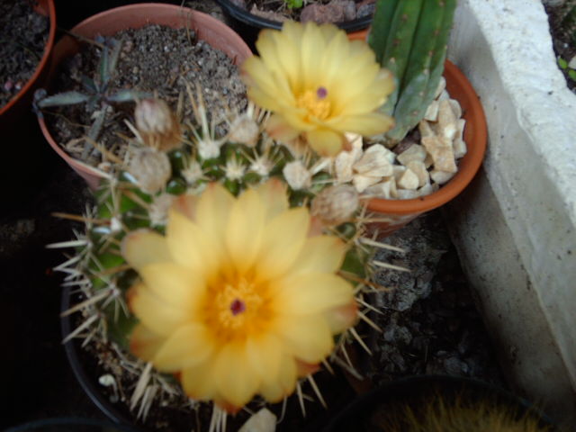 IMAG0348.JPG