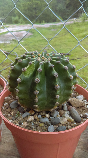 IMAG0385_1.jpg