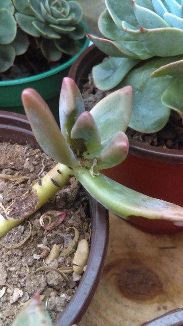 IMAG0387_1.jpg