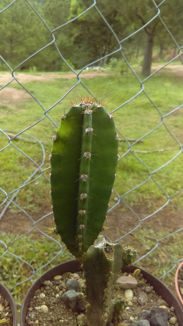 IMAG0388.jpg