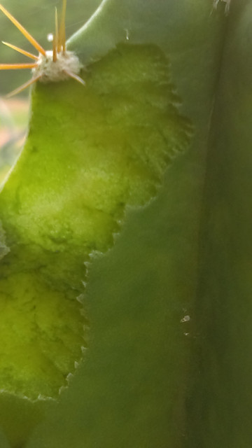 IMAG0391.jpg