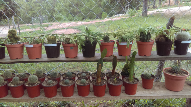 IMAG0396_1.jpg