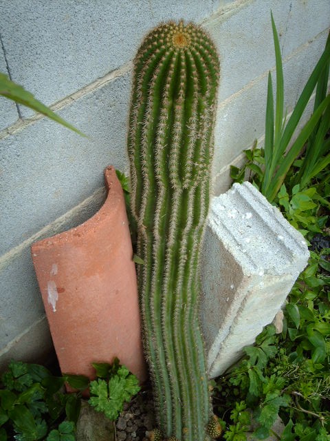 IMAG0397.JPG