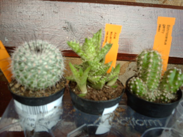 IMAG0442.JPG