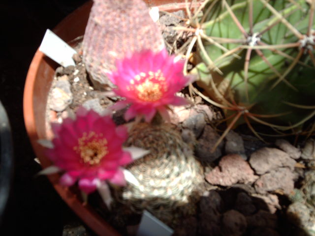 IMAG0462.JPG