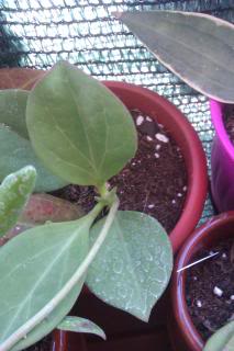 IMAG0550.jpg