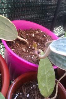 IMAG0551.jpg