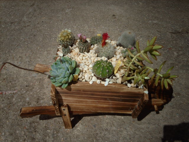 IMAG0552.JPG