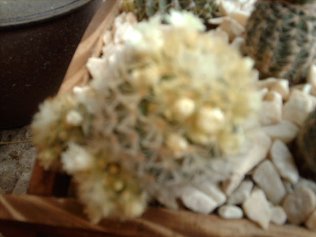 IMAG0555.JPG