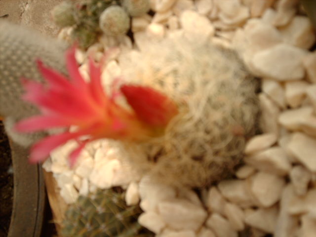 IMAG0558.JPG