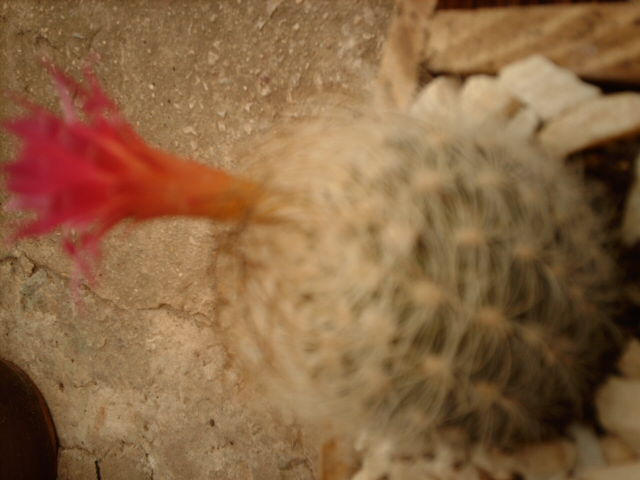 IMAG0561.JPG