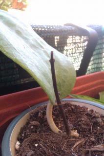 IMAG0562.jpg