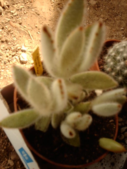 IMAG0563.JPG