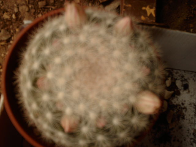 IMAG0565.JPG