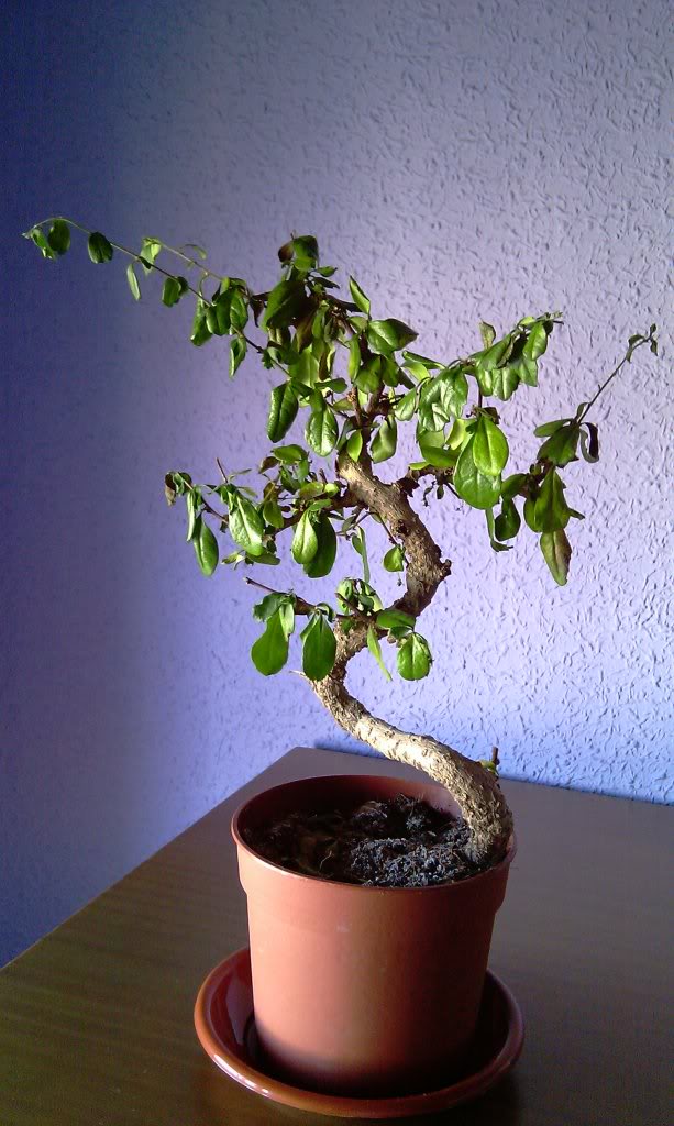 IMAG0574.jpg
